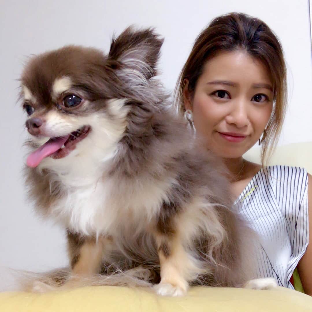 彩海のインスタグラム：「. . 久しぶりの実家と愛犬🐶 . Cocoちゃん♡♡♡ . . スワイプしていくと最後の方は ココちゃんの赤ちゃんの頃♡ . . いつまでも元気でいてね♡ My baby Coco♡ . . . . #ロングコートチワワ#チワワ#チョコタン#チョコタンチワワ#愛犬#🐶#犬バカ部」