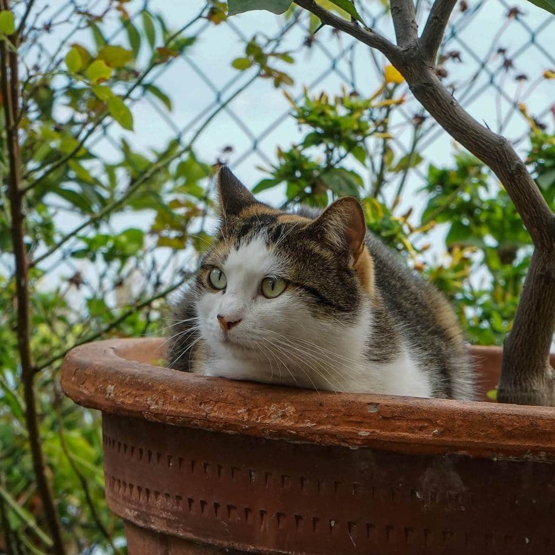 Любители котиковさんのインスタグラム写真 - (Любители котиковInstagram)「Фото @casparandsmokie  Хочешь попасть к нам на страницу ❓ 👉Отметь свое фото хэштегом #bestcatsinsta  Подписывайся - Subscribe! @ilyaenotov @ilyaenotov @ilyaenotov 🐈🐈🐈🐈🐈🐈🐈🐈🐈🐈🐈🐈🐈🐈🐈🐈🐈🐈🐈🐈🐈🐈🐈🐈🐈🐈🐈 #cat #kitten #kittens #кошка #кошки #котенок #котята #кот #котэ #котейка #котики #neko #katze #gato #gatto #kedi #köttur #kissanpentu #кішка #lovecats #funnycat #catoftheday」10月9日 0時05分 - bestcatsinsta