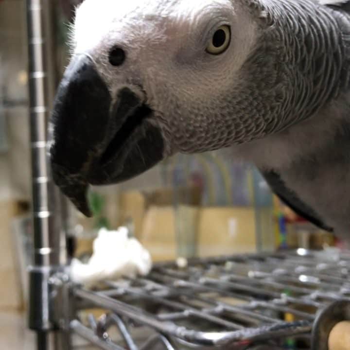 内田美奈子のインスタグラム：「クチバシみがき  #africangrayparrot #parrot #ヨウム」