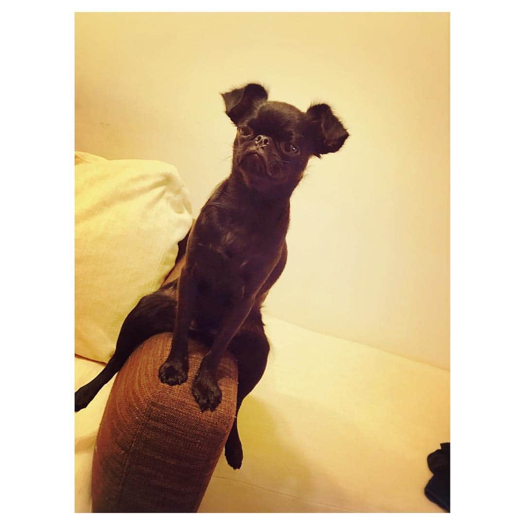 田母神智子さんのインスタグラム写真 - (田母神智子Instagram)「飼い主から送られてきた。 犬の自覚あんのかな？🐕 #petitbrabancon #プチブラバンソン #dog」10月9日 0時18分 - tomokotamogami