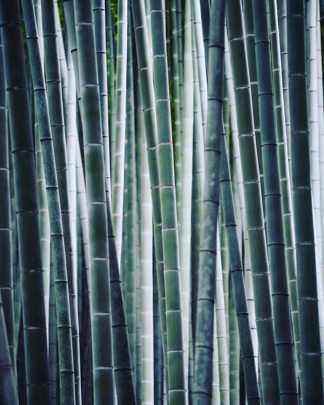 Michael Yamashitaさんのインスタグラム写真 - (Michael YamashitaInstagram)「Getting lost visually in the Arashiyama bamboo forest. This perfectly manicured grove of green towering bamboo has an eerie quality of light making the stalks seem translucent. #arashiyama #bambooforest #bamboo #kyoto #japan @natgeo @natgeocreative @thephotosociety @natgeo.media」9月24日 11時05分 - yamashitaphoto