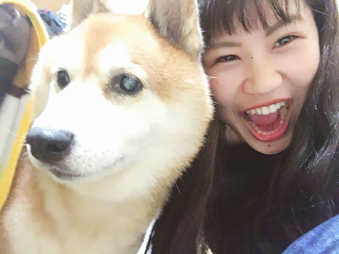 大関れいかさんのインスタグラム写真 - (大関れいかInstagram)「. 犬と我。 相変わらず塩対応。そして相変わらずカメラ嫌い。笑 でも急にツンデレな犬。🐶 相も変わらずかわいいかわいい私の相棒🤘🏻🤘🏻 最近13歳になりました🐶 おばあちゃんです🐶 ずっしょだぜっ！！！愛してるぜガッツ！！ . #ガッツ#愛犬#もう13年も一緒にいる #dog#shibainu#13yearsold#love #myboo#japan#japanesedog」9月24日 21時18分 - _reikaoozeki