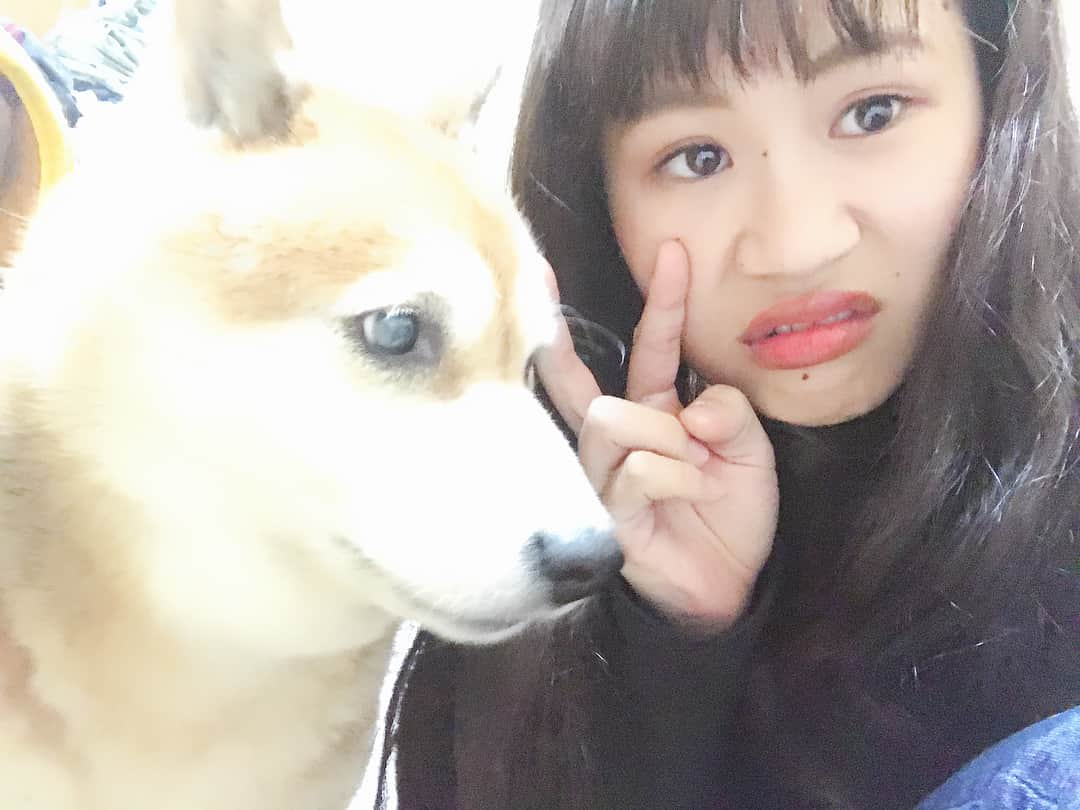 大関れいかさんのインスタグラム写真 - (大関れいかInstagram)「. 犬と我。 相変わらず塩対応。そして相変わらずカメラ嫌い。笑 でも急にツンデレな犬。🐶 相も変わらずかわいいかわいい私の相棒🤘🏻🤘🏻 最近13歳になりました🐶 おばあちゃんです🐶 ずっしょだぜっ！！！愛してるぜガッツ！！ . #ガッツ#愛犬#もう13年も一緒にいる #dog#shibainu#13yearsold#love #myboo#japan#japanesedog」9月24日 21時18分 - _reikaoozeki