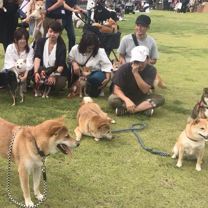 豆柴 サニーちゃんのインスタグラム