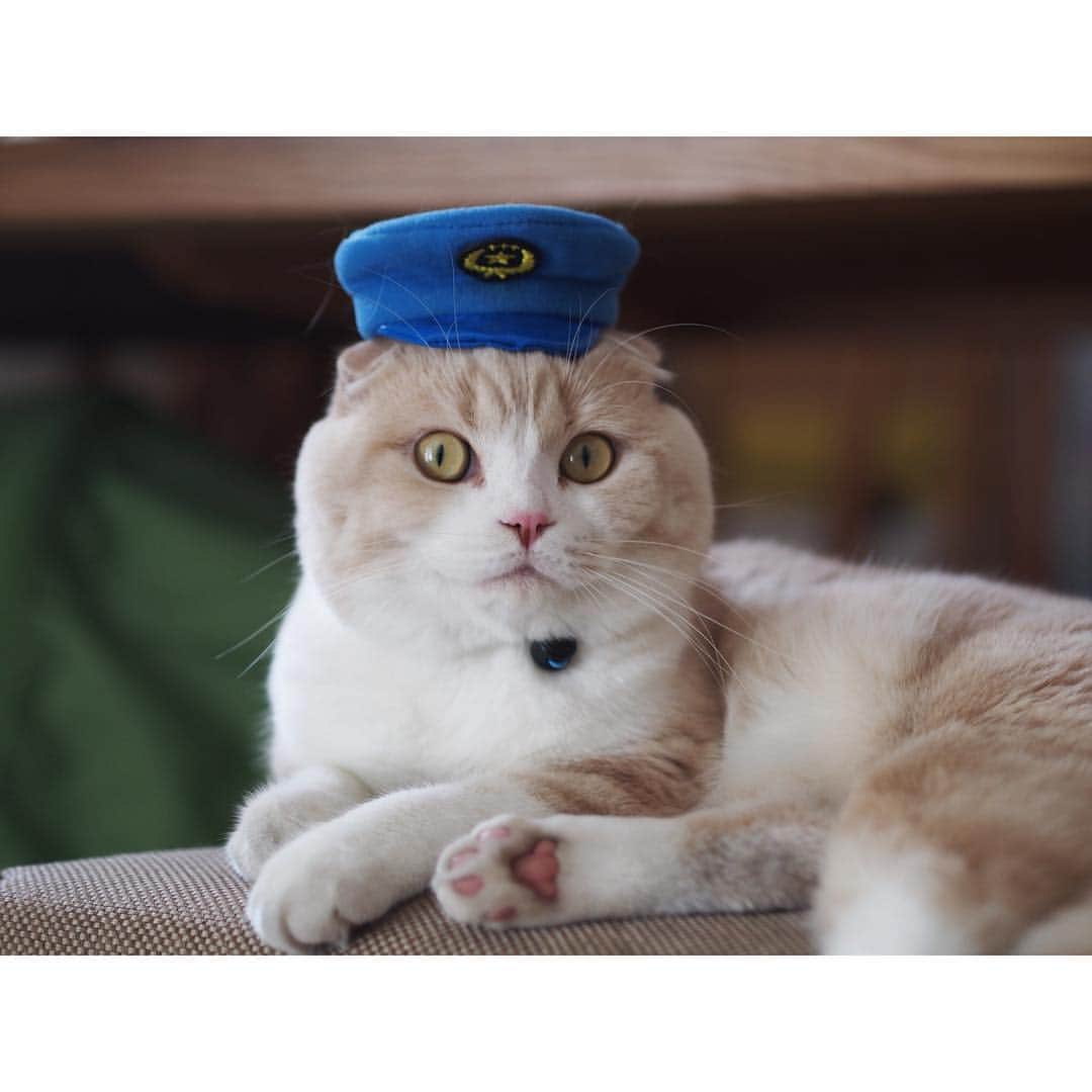 lemongeのインスタグラム：「おはよう🐾 . ＂じたくけいびたい＂ みならいの ぱぴこです。 みんなの へいわを まもります (たぶん) . 👮Papico . . . もぐは覆面自宅警備隊で活躍中。 今日も楽しい1日を！ . Good morning Have a good day!🐾👋🏼 . 🍋 & 🐈🐈」