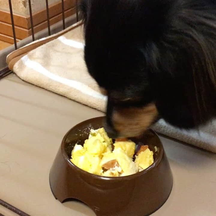 まさのインスタグラム：「昨日はソラの2歳の誕生日でした🎉🎉🎂🎁ケーキ🍰をプレゼント。いつまでも元気でいてほしいな。#ミニチュアダックスフンド  #犬 #dog #ブラックタン」