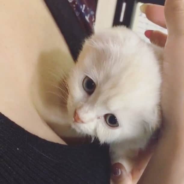 西野翔のインスタグラム：「谷間に入りたがる男性(生後二カ月)  #スコティッシュフォールド  #ねこ #cat #catstagram #catlovers #lovecat #scottishfold #おっぱい」