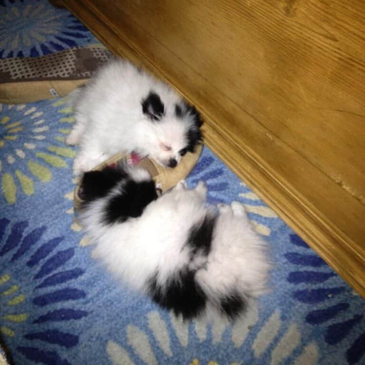 Meekoのインスタグラム：「#tbt when I was a baby and spent my days sleeping on mom's shoes」