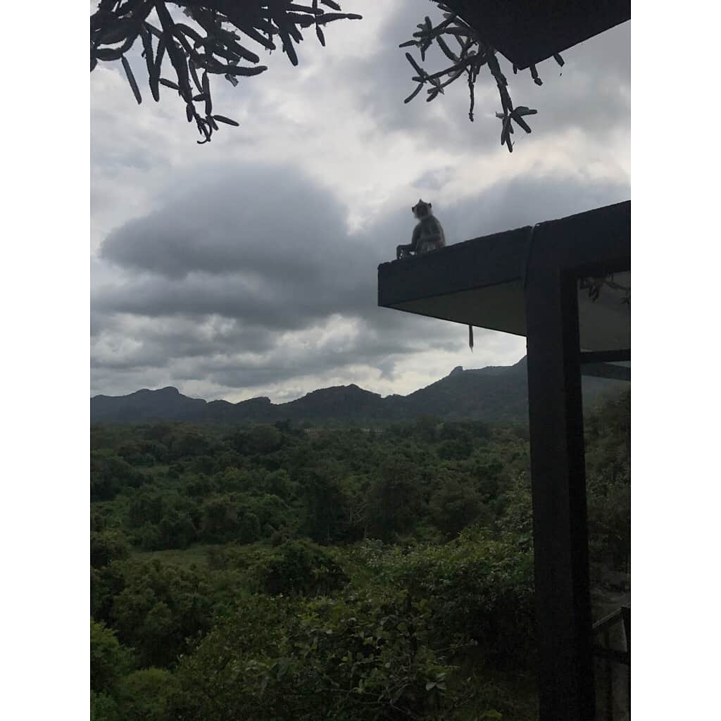 小濱なつきのインスタグラム：「Heritance Kandalama 🐒 ジャングルの中の岩肌に沿って作られたジェフリーバワ建築のホテルは、たくさんの驚きがある素晴らしいホテルでした🏨🌿 #heritancekandalama #hotel #geoffreybawa #jungle #monkey #green #nature #relax #Infinitypool #curry #iguana #nicehotel #lake #view」
