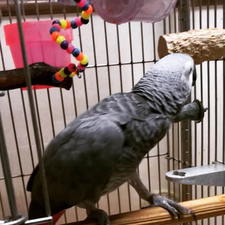 内田美奈子のインスタグラム：「ひたすらカジる女クロエ  #africangrayparrot #parrot #ヨウム」