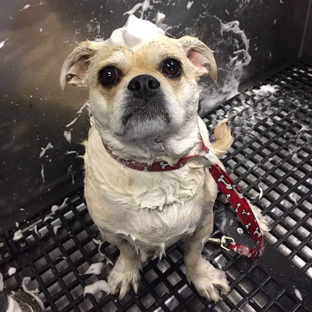 LuigiThePugTzuのインスタグラム：「Time for a fresh cut! #pug #pugs #pugsofinstagram #dog #puppy #dogs #dogsofinstagram #nofilter #flatnosedogsociety #beoncanadianpugs #pugbasement #dailypug #keelyafternoontea #pugtzu #pugtzucrew #pugtzusofinstagram#pugtzus #puglife #pugstagram」