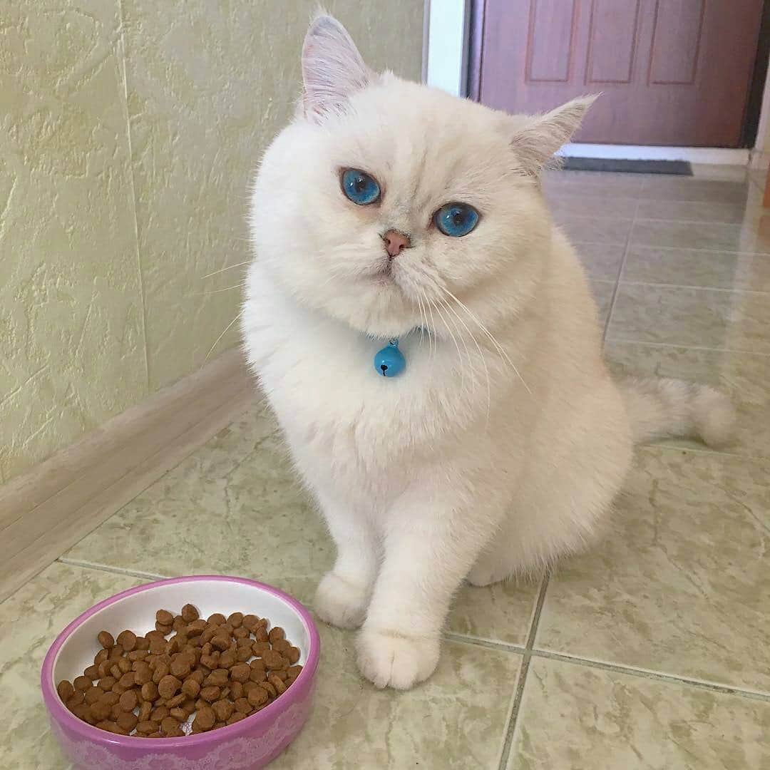 Любители котиковのインスタグラム：「Фото @marcelle_cat」