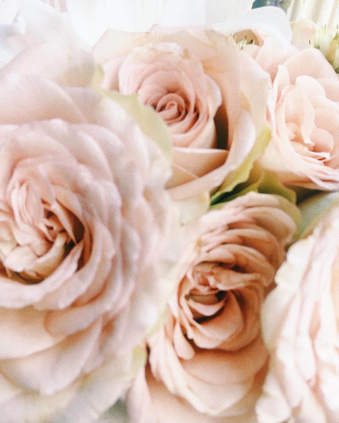 花盛友里さんのインスタグラム写真 - (花盛友里Instagram)「あめあめあめあめ！ . 雨の多い年だ。 . . #flower #pink」9月28日 17時40分 - yurihanamori