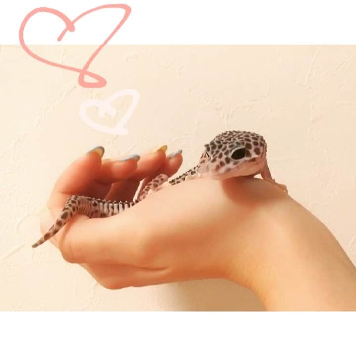 忍野さらのインスタグラム