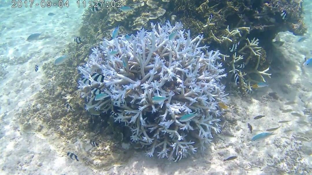 花盛友里のインスタグラム：「あー宮古島、また行きたいよ行きたいよ行きたいよー！ こんな綺麗な景色を生でみてたなんてもはや夢みたい。 . . . #宮古島 #花盛宮古島旅」