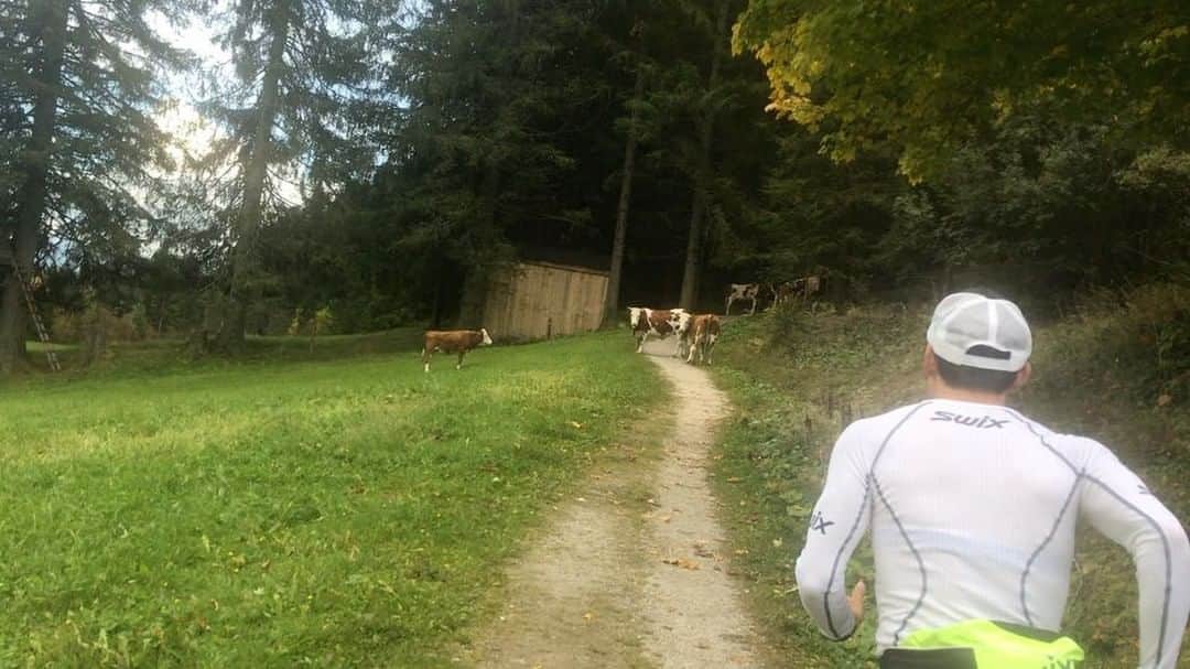 レンティング陽のインスタグラム：「🐄さんに道塞がれる。」
