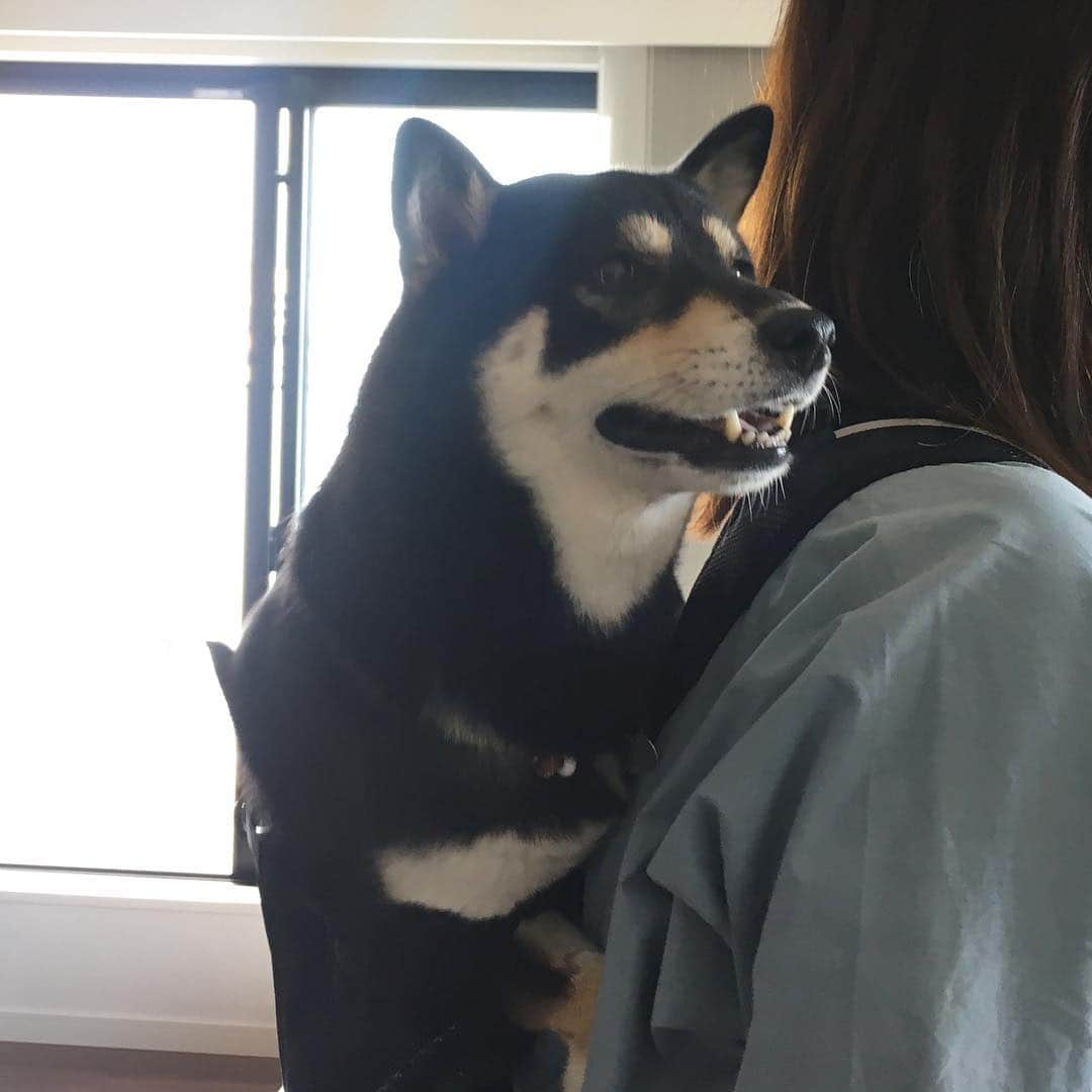 vo_coのインスタグラム：「🐕💦 ワンコを背負えるリュック、K9 Sport Sackをゲットしたよ！ 第1段階として、お座りした状態でリュックに入るところを拒否るので、ファスナーを閉めても身体半分以上ハミ出ます（リュックの中で立ち上がってるため） 現状チャリに乗れるような段階ではないので、少しずつ慣らして行きたいけど、既に警戒心半端ないので先は長そうです…💦 * #k9スポーツサック #k9sportsack  #Bianchi で風になりたいのに… #shibastagram #instashiba #shiba #shibainu #黒柴 #柴犬」