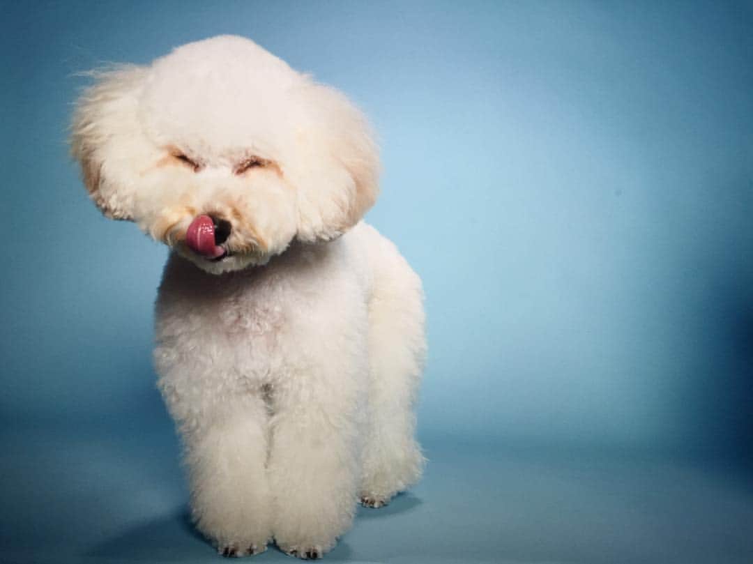 のインスタグラム：「까꿍이🐶😉」