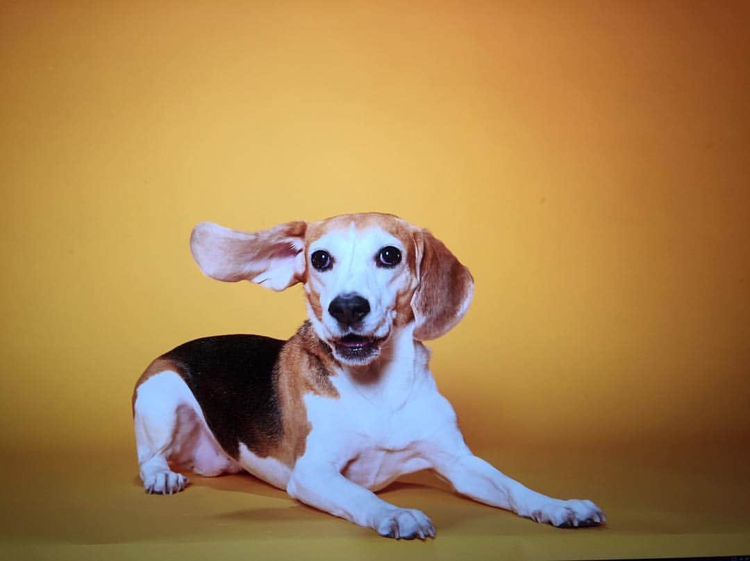 のインスタグラム：「나 불렀어여???🐶🐶🐶😉」