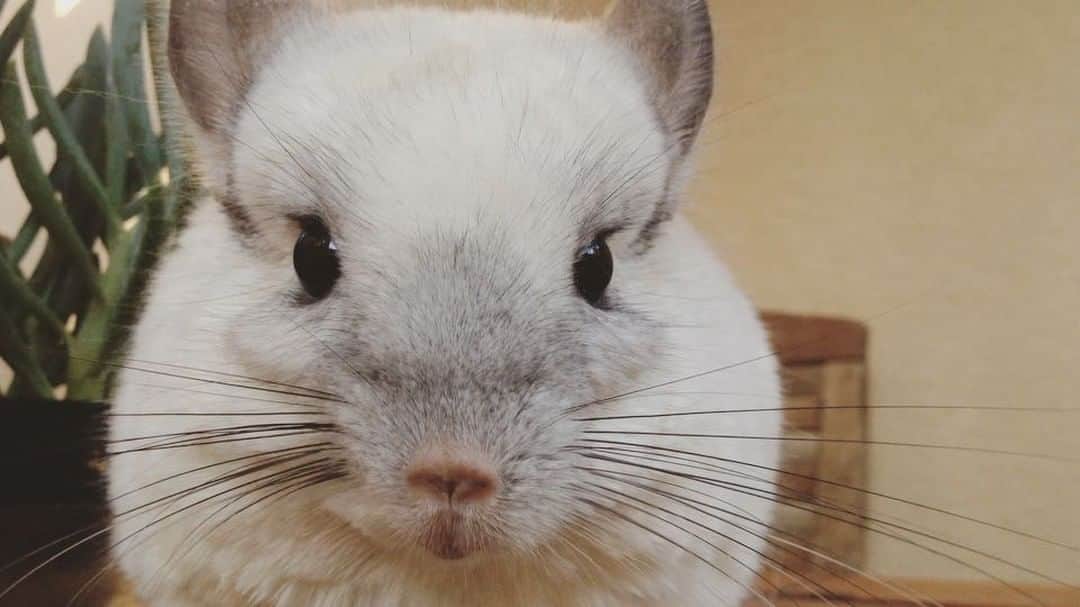 Mr. Bagelのインスタグラム：「Hard to please 😂 #NotAmused #MrBagel #chinchilla」
