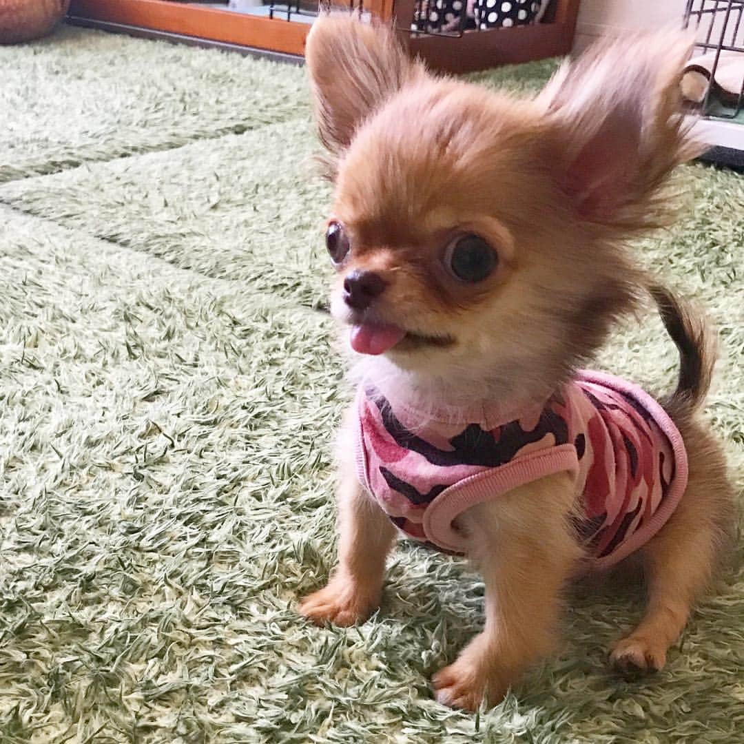 kayoのインスタグラム：「* * おはくり❤️ * * 朝晩冷えるから ヒートのお洋服着てる くりおさん🌰✨ * * kulio❤️ * #chihuahua#chihuahualove#dogstgram#dog#instadog#ちわわ#チワワ#チワワ画像#チワワ大好き#チワワ部#親ばか部#ロングコートチワワ#多頭飼い#パピー#puppy * *」