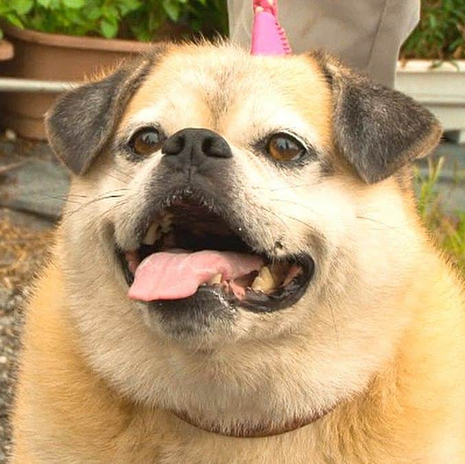 天才 志村どうぶつ園さんのインスタグラム写真 天才 志村どうぶつ園instagram カワイイ雑種犬 大募集中 詳しくは番組hpへ 志村どうぶつ園 雑種犬 9月30日 時06分 Minnano Zoo Ntv