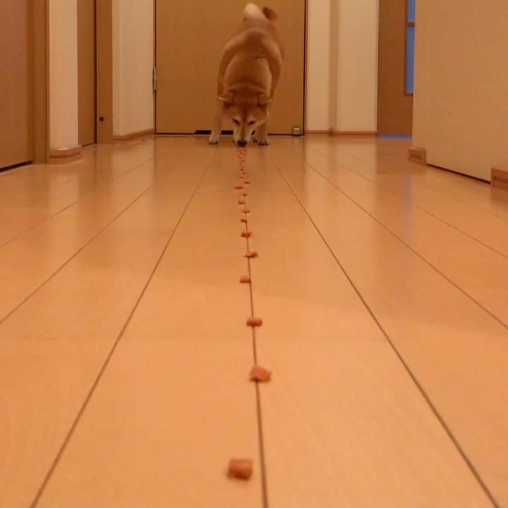 マロたんのインスタグラム：「@instagram #weeklyfluff に選ばれたハムちゃんを真似してみたらふつうにおやつ食べるマロたんでした #shiba #shibainu」