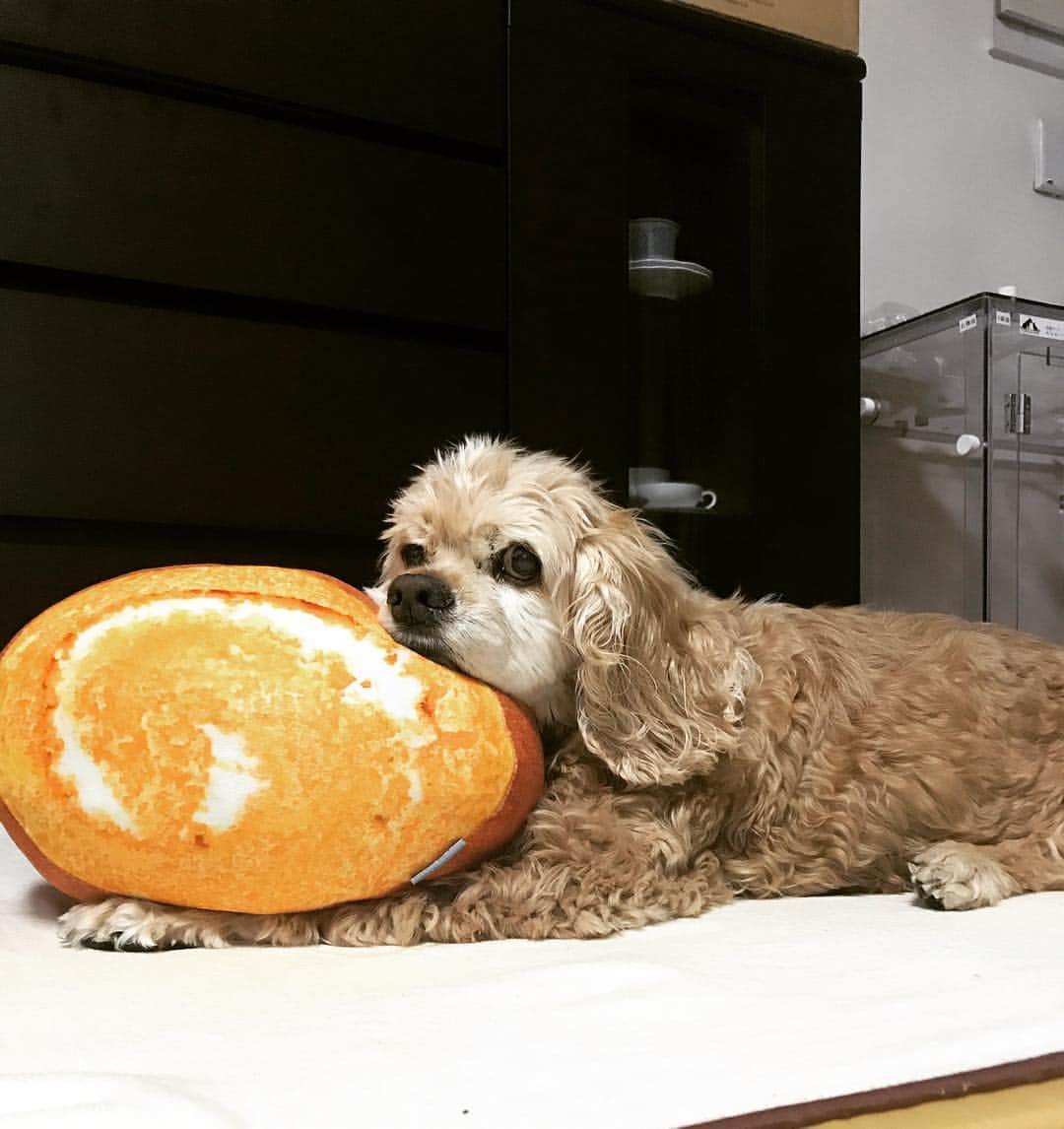 笛木優子のインスタグラム：「🥞ロールケーキがお気に入り😍 なにしてもかわいい。」