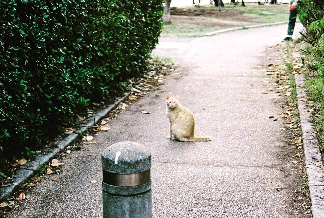 SHO-NOさんのインスタグラム写真 - (SHO-NOInstagram)「自分の写真ばっかできもちわるくなったから猫のせるね . . . 黒騎士、SHO-NOってなまえでやってるよ！SHONO C.F.のギルドつくったけど、あれメンバー16人しか入れないのはじめてしった、Twitterで募集したんだけどほんと入れなかった人ごめんなさい早い者勝ちになっちゃったほんとごめん、、、、 . マネージャーさんにガチャひいてもらったらめっちゃいいキャラでた、あたしは平凡すぎる結果だったのに . . . あっFIFAかわなきゃ . . . . #ゲーム #GAME #黒騎士と白の魔王 #アプリ #FIFA #application #猫 #ねこ #ネコ #ねこは全部かわいい #ねこはずるい #子猫ってなんであんなに人間が好むような見た目してんの #すごい #あたしもまえに渋谷で子猫ちゃんってナンパされたことある #誰が子猫だ #だまれ #友達にタグやる気ないっていわれた #いやむしろタグに本気出してる #いんすタグらまー  #おやすみ」10月2日 2時16分 - shono.contact