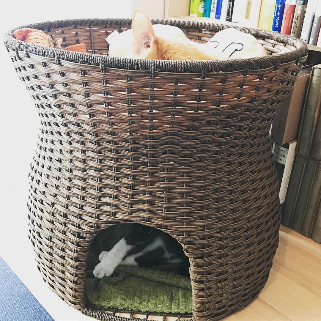 メンタリストDaiGoさんのインスタグラム写真 - (メンタリストDaiGoInstagram)「A bunk bed #cat #nuko #miko #メンタリストDaiGo」10月2日 17時33分 - mentalistdaigo