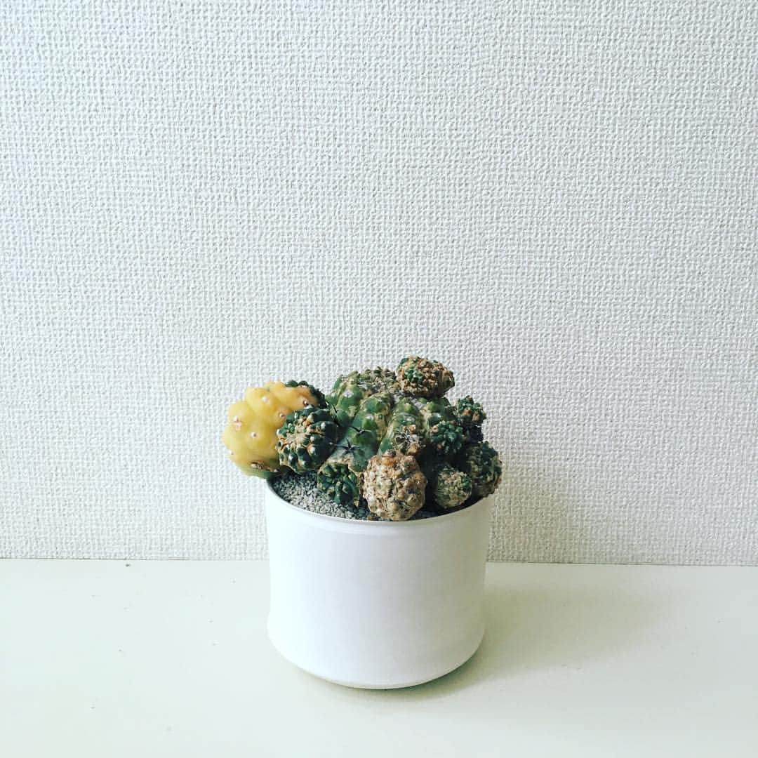 のインスタグラム：「義弟くんサボテンありがとう！ 叢の守殿玉錦×陶芸家寒川義雄さんのサボテンさん。  #叢 #守殿玉錦 #寒川義雄  さん#サボテン」