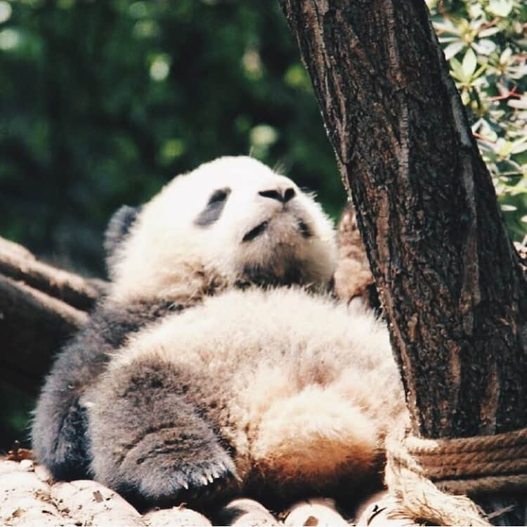 PANDASのインスタグラム：「when you feel full but keep eating 🤣 #panda #pandas #babypanda #giantpanda #pandabear #bear #pandagram #instapanda #pandaswag #pandalove #animals #animal #pet #TagsForLikes #dog #cat #dogs #cats #photooftheday #cute #pets #instagood #animales #cute #love #nature #animallovers #pets_of_instagram #petstagram #petsagram」