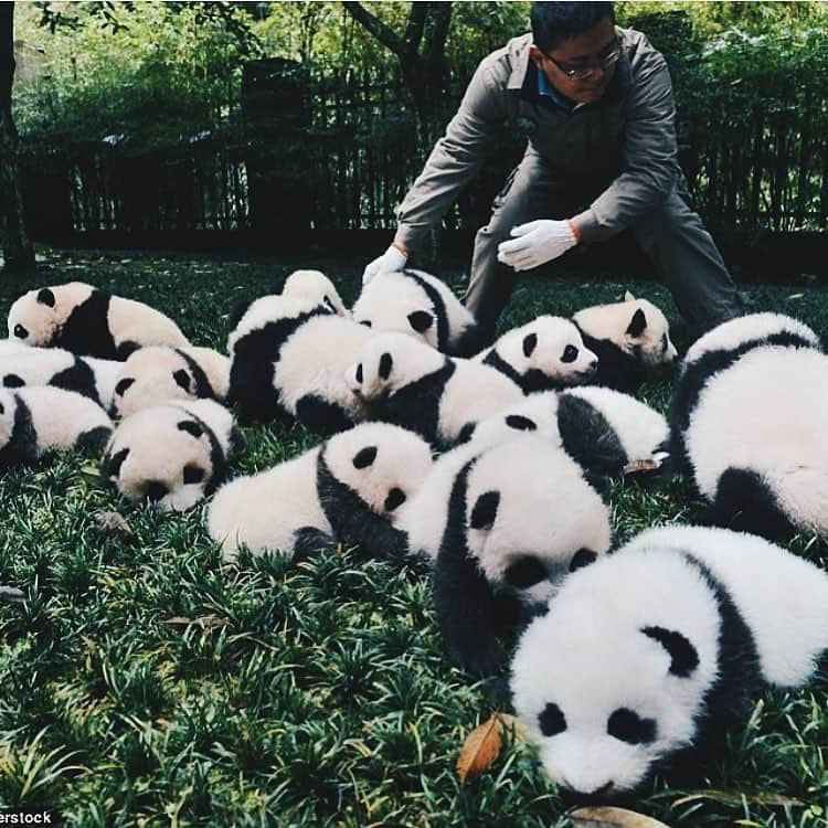 PANDASのインスタグラム：「Dream Job 😍 #panda #pandas #babypanda #giantpanda #pandabear #bear #pandagram #instapanda #pandaswag #pandalove #animals #animal #pet #TagsForLikes #dog #cat #dogs #cats #photooftheday #cute #pets #instagood #animales #cute #love #nature #animallovers #pets_of_instagram #petstagram #petsagram」