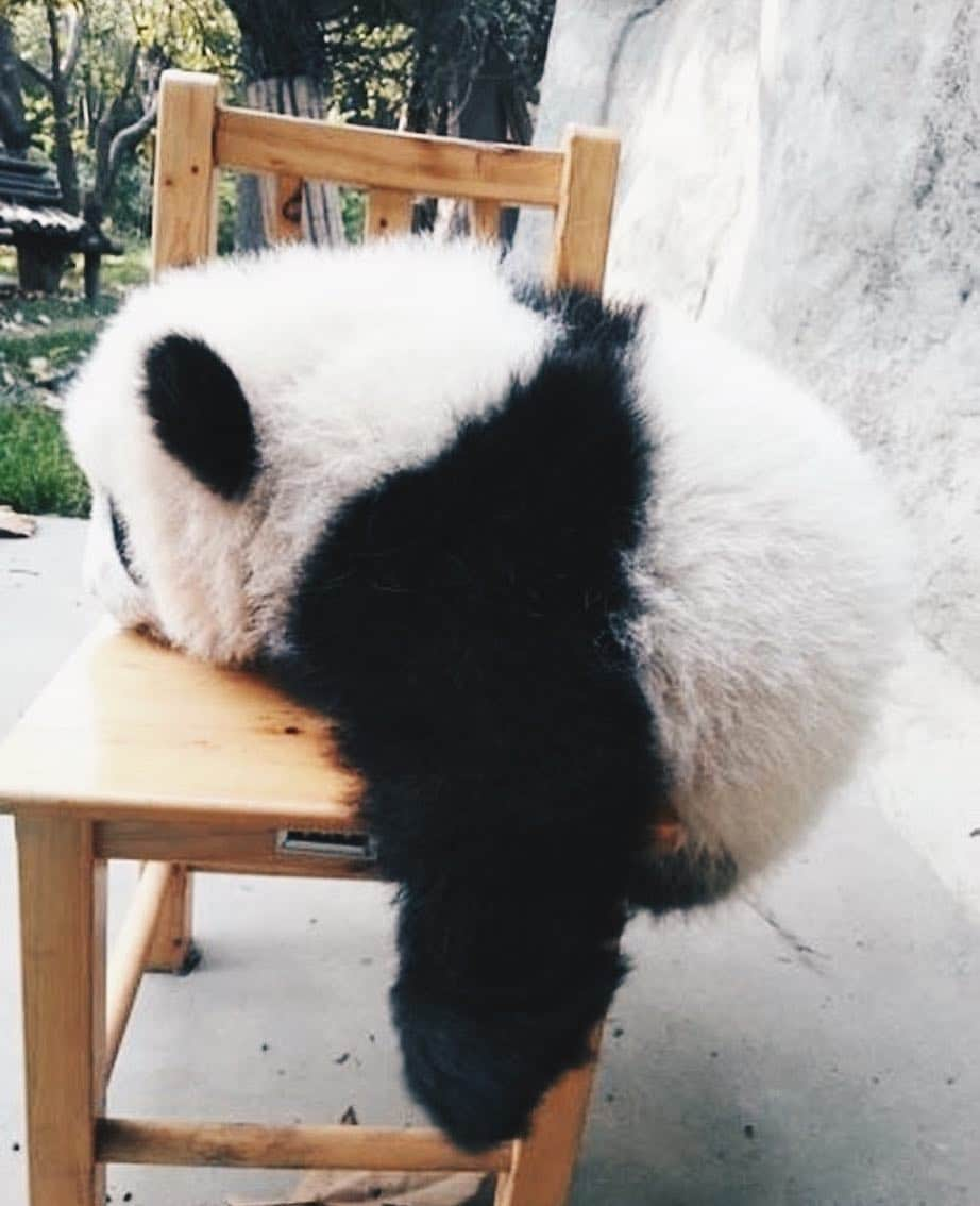 PANDASさんのインスタグラム写真 - (PANDASInstagram)「#panda #pandas #babypanda #giantpanda #pandabear #bear #pandagram #instapanda #pandaswag #pandalove #animals #animal #pet #TagsForLikes #dog #cat #dogs #cats #photooftheday #cute #pets #instagood #animales #cute #love #nature #animallovers #pets_of_instagram #petstagram #petsagram」10月4日 5時32分 - fluffybabypandas