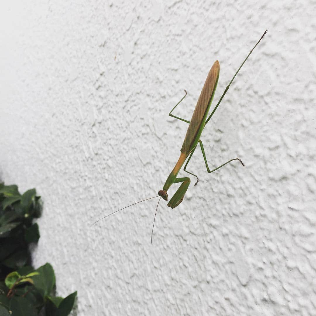 掛貝梨紗のインスタグラム：「カマキリ見ーっけ！掴もうとしたら、めっちゃ睨まれた😂懐かしい😂 Found you😉and it's getting cool and comfortable...I feel autumn😊🍁 #生き物好き #生き物係だった #秋じゃねぇ #カマキリ #mantis #昆虫 #昆虫好き #insect #insects #autumn #autumn🍁 #fall #秋 #tokyo #october #生物 #生命分子科学科卒」