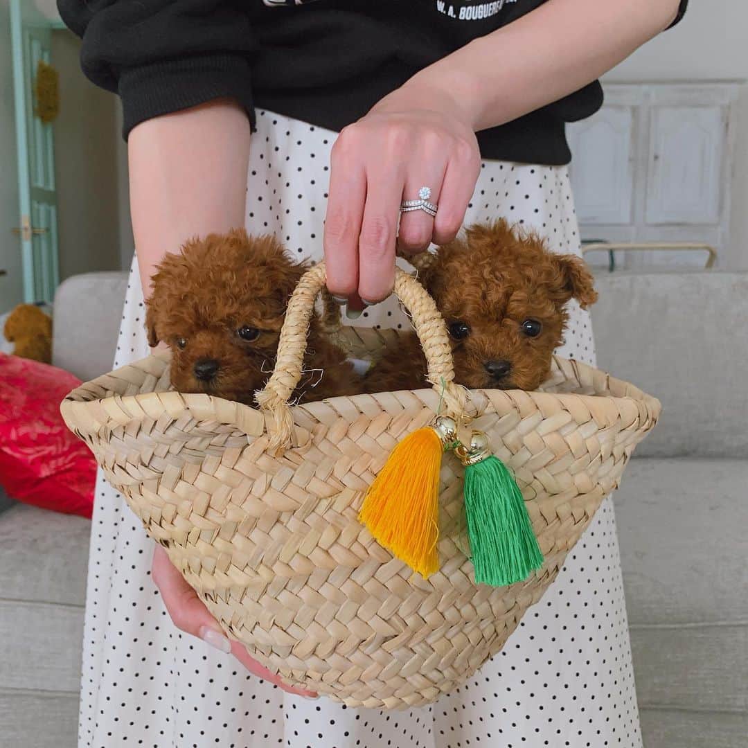 Dog's Life PANNAのインスタグラム：「#おうち時間  またまた１年ぶりにパピー販売を再開しています❣️どうしてもスペシャルにかわいい子達がいる時だけの限定☺️ 300グラムのミニミニな時期も初めてのお洋服や初めてのシャンプーも飼い主さまにご覧いただけるように記録していきます。 最近は2人とも鏡にうつった自分とじゃれるのにハマっている時期ですw  #stayhome  #stayathome  #生後２ヶ月 #変な仮名 #素敵な飼い主さまをみつけるおまじないだよ💖 #お気軽にお問い合わせください☺️ #パンナ #パピー #プードル#トイプードル#ティーカッププードル#ふわもこ部 #仔犬 #犬バカ部 #東京 #麻布十番 #渋谷 #dogslifepanna  #poodle #toypoodle #puppy#dogstagram #petstagram #dog #tokyo #instadog」