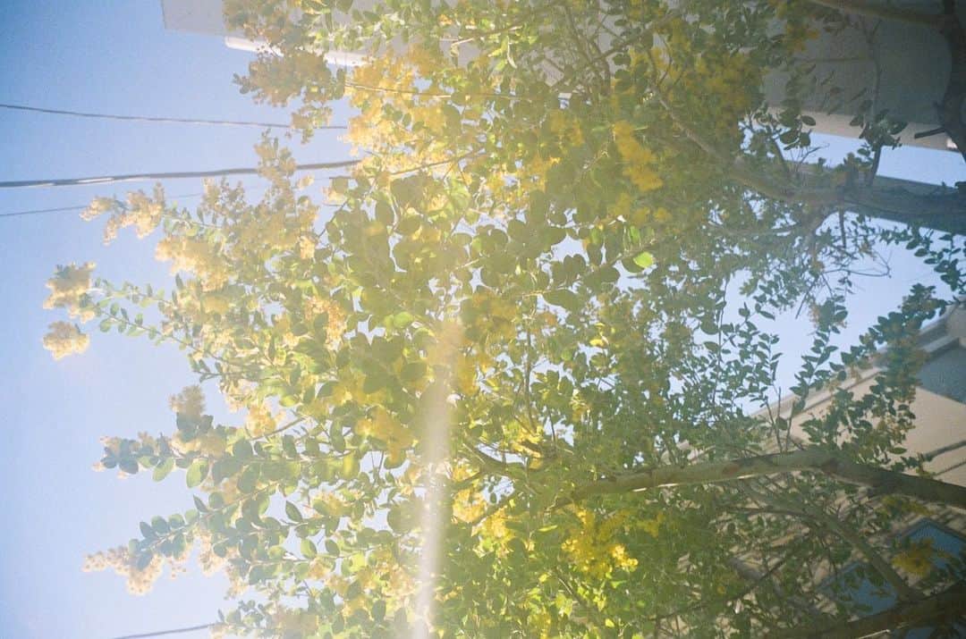 花盛友里のインスタグラム：「お散歩写真」