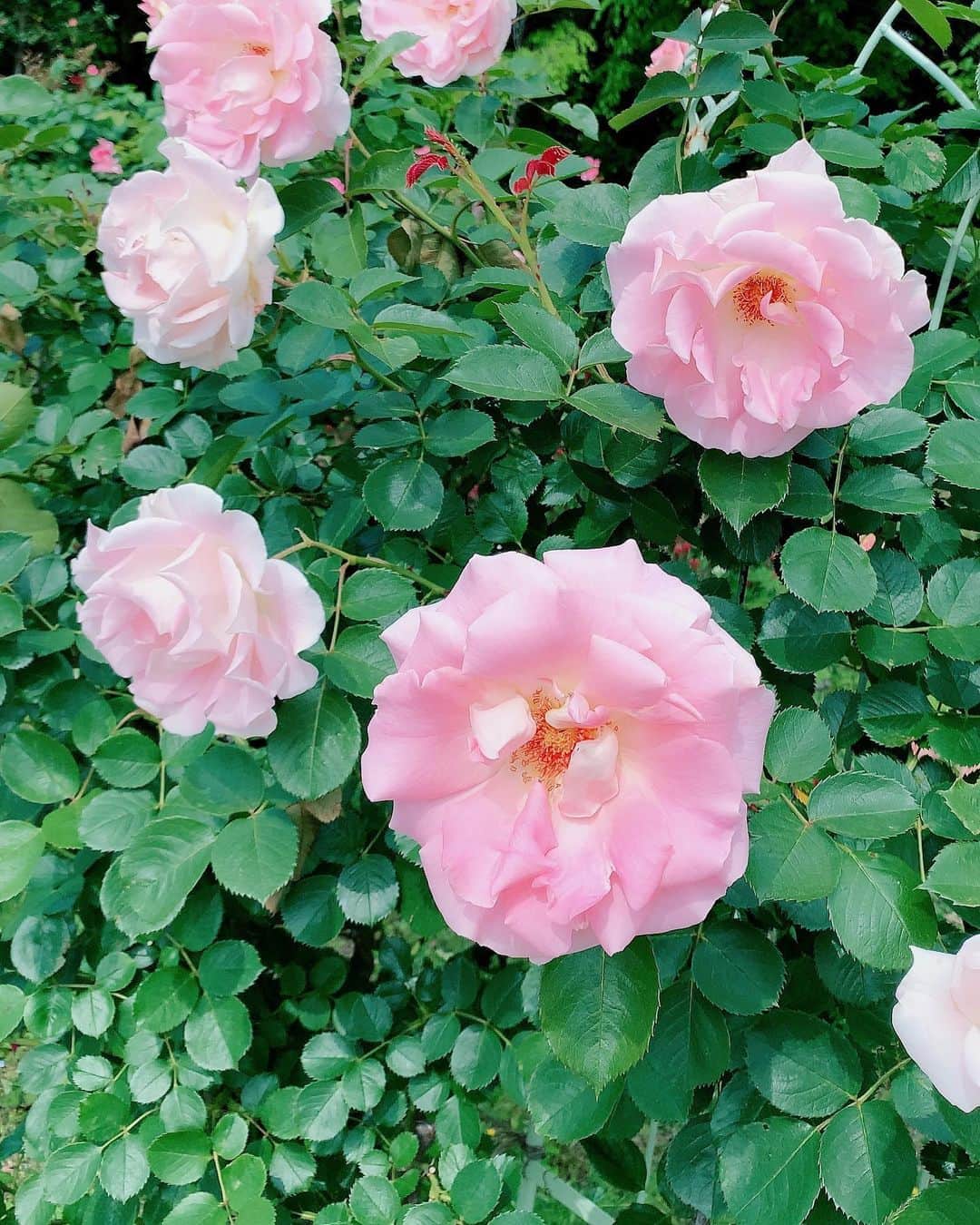 小西真奈美さんのインスタグラム写真 - (小西真奈美Instagram)「おはようございます☺️ 今日は母の日ですね。  好きな色を聞いたら 赤、白、ピンク。 と言っていたので、 早朝散歩の途中で撮りためました。  想いよ届け。  というか、 この後オンラインで顔を見ながら、 感謝と大好きを伝えよう☺️ #ありがとう #母の日 #😌💓 #スプレー薔薇の蕾 #開花直前のシャクナゲ #開花したシャクナゲと偶然スズメたちが #大輪のピンク薔薇」5月10日 7時21分 - manami.official