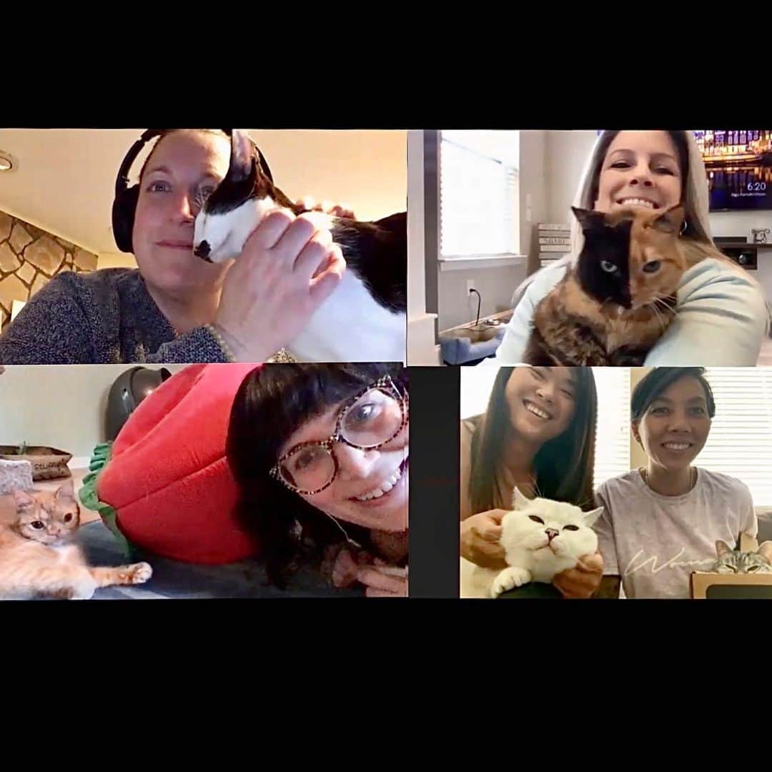 Venus Cat さんのインスタグラム写真 - (Venus Cat Instagram)「One of my favorite things about this journey are the genuine close friendships that have formed. This zoom call with @hobbikats, @smushofficial, @nala_cat, @white_coffee_cat, & their Moms was so much fun! 😻 @smushofficial posted a time lapse video on her YouTube channel so check it out. 😺 Happy Mothers Day to all Moms of all kinds! 😽❤️💐 #catmoms #zoom #friends」5月10日 7時26分 - venustwofacecat