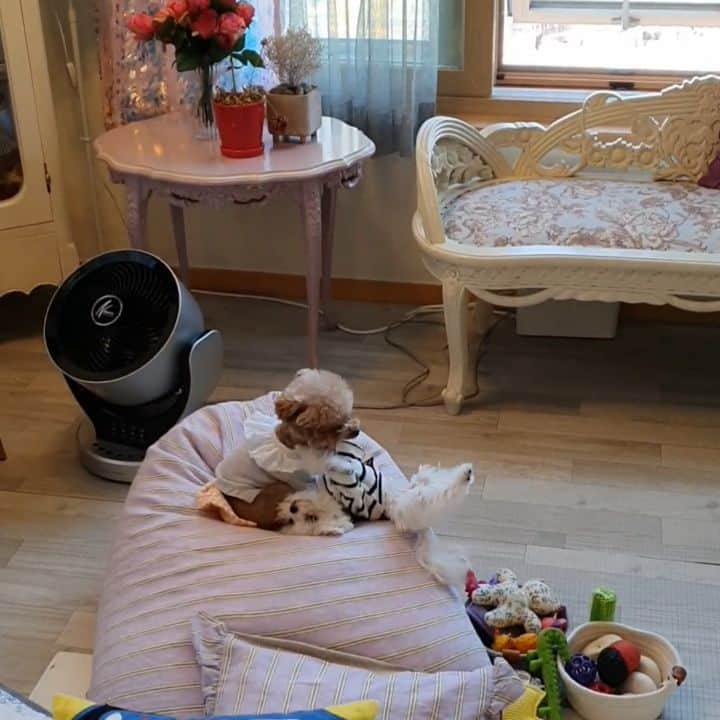 띠비비샤샤루루슈엘のインスタグラム