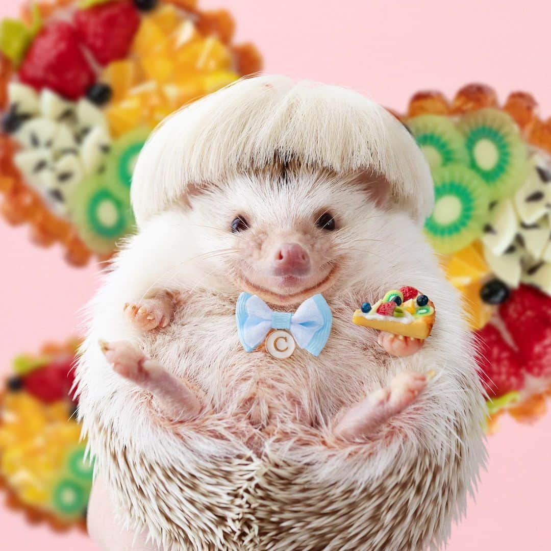 のインスタグラム：「2 years ago today, Chopin was born! Everyone, please say "Happy birthday" into the sky🎉🌈✨ Thank you🦔💖 ・ ・ ・ ショパン、誕生日忘れてないよ〜😌 ２歳記念に作ろうと思ってたフォトブック、やっぱり作ろう✨」