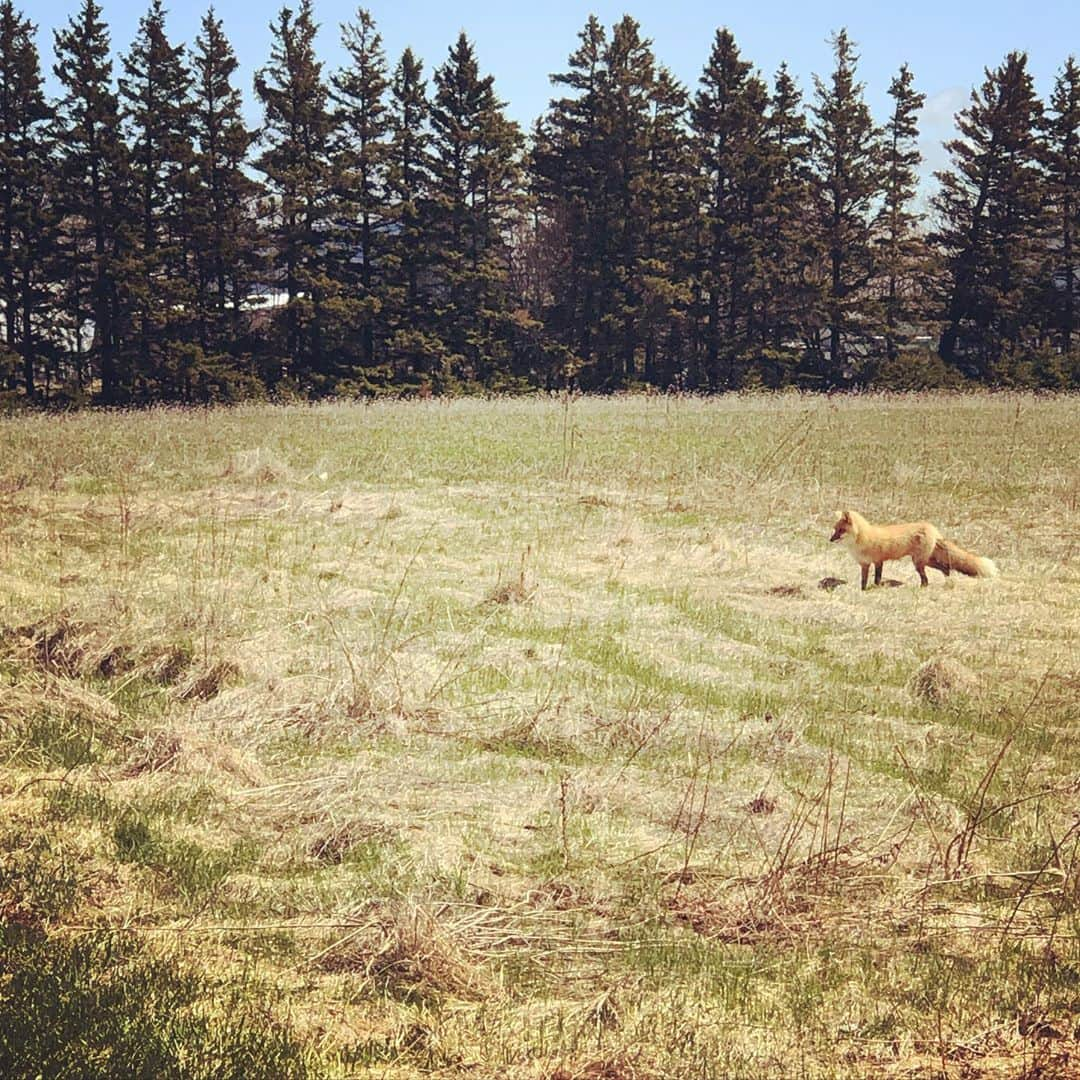 エリシャ・カスバートのインスタグラム：「Wild backyard 🦊❤️」