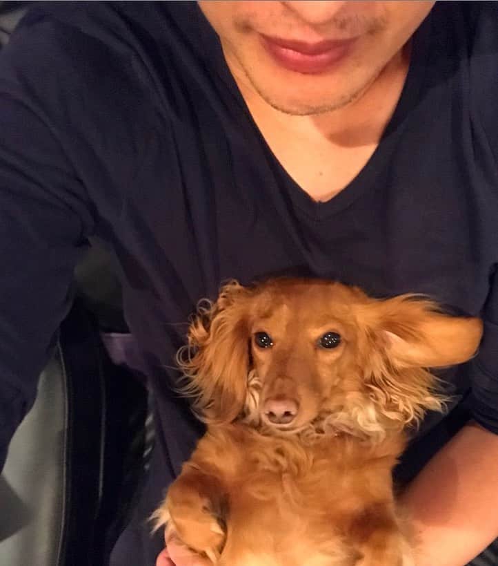 加藤章太郎さんのインスタグラム写真 - (加藤章太郎Instagram)「🐕おやすみなさい #goodnight #mydog #dachshund #stayhome」5月9日 22時47分 - __shotaro__