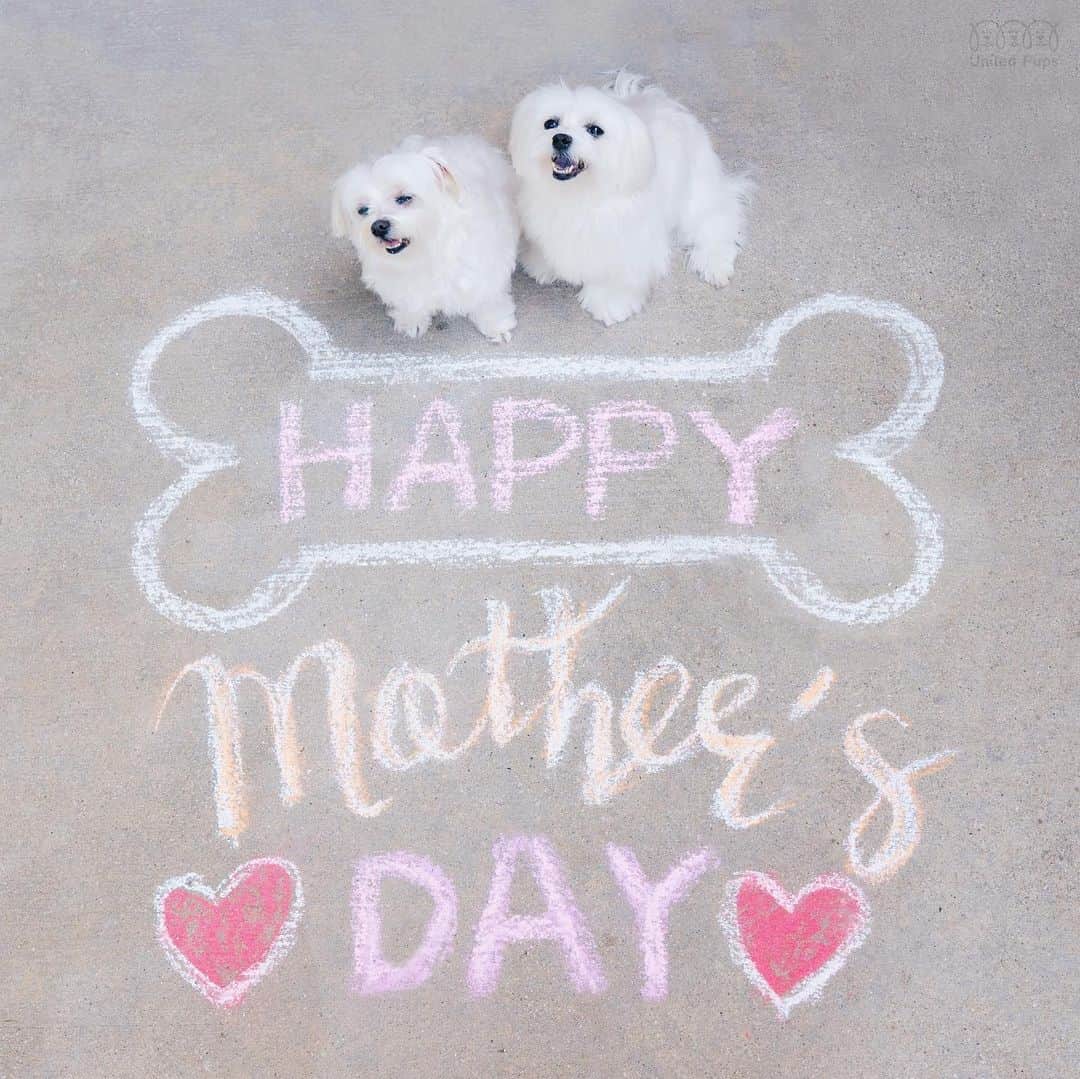 hi.arodさんのインスタグラム写真 - (hi.arodInstagram)「To all the moms out there!  We love you and Happy Mothers Day! 💐🤩 ・・・ #dearmom#bestmomintheworld#happymothersday#happymothersday❤️#momsday#iloveyoumom#ilovemymom#mymomisthebest#thankyoumom#momisthebest#dogmom#dogmomsofinstagram#dogmoms#furmama#furmom#furmomma#furbabymama#pawrents#lovemypup#prouddogmom#chalkyourwalk#chalkthewalk#chalkfun#maltese#malteselove#maltesegram#maltesedog#malteselife#malteselovers#malteseofinstagram」5月9日 23時03分 - hi.arod
