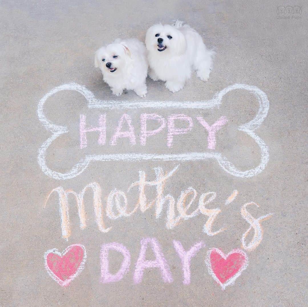 hi.arodのインスタグラム：「To all the moms out there!  We love you and Happy Mothers Day! 💐🤩 ・・・ #dearmom#bestmomintheworld#happymothersday#happymothersday❤️#momsday#iloveyoumom#ilovemymom#mymomisthebest#thankyoumom#momisthebest#dogmom#dogmomsofinstagram#dogmoms#furmama#furmom#furmomma#furbabymama#pawrents#lovemypup#prouddogmom#chalkyourwalk#chalkthewalk#chalkfun#maltese#malteselove#maltesegram#maltesedog#malteselife#malteselovers#malteseofinstagram」