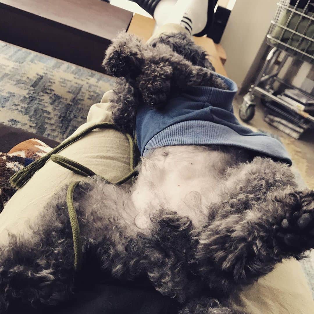 宇野剛史のインスタグラム：「余裕カマしてやがる🐕  そんなオマエ嫌いじゃない👌  #トイプードル #dogstagram #toypoodle #在宅不健康」
