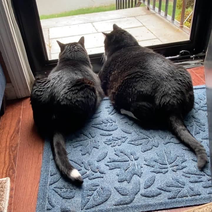 Tuxedo Cat Brosのインスタグラム：「Keeping an eye on those darn birds....」