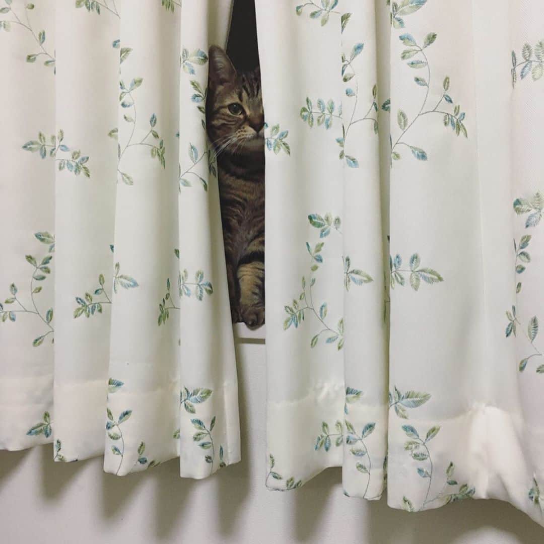 のインスタグラム：「The night is young ⭐️ 夜はこれからにゃ♪」