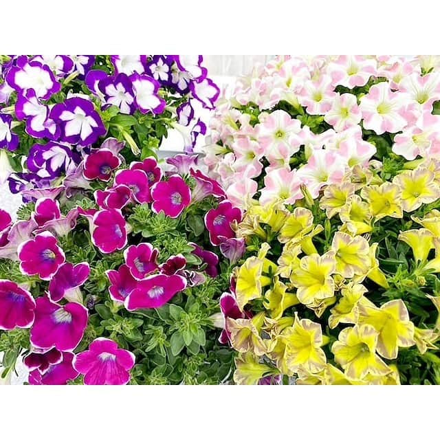 加藤里奈（カトリーナ）さんのインスタグラム写真 - (加藤里奈（カトリーナ）Instagram)「💜💜💜 今日NHKウイークエンド中部で紹介した 西尾市からのお花「サフィニア」です💐 * おうち時間に心安らぐお花🌼 今日ご紹介したサフィニアは日光によく当てて お水もたっぷりあげるのがいいということなとで 育てがいがあります💪☀️ サボテンとか水をあまりあげちゃいけない植物は 逆に枯らしがちなので🌵笑 カラーも様々で心躍ります😍💗💜💛💜 * * * #NHK #名古屋 #愛知  #アナウンサー #リポーター #はなふぉと #はなのあるくらし #はな #flower #オフショット #はな #花のある暮らし #花 #花写真 #花倶楽部 #花束 #花のあるくらし #花まっぷ #はなまっぷ #紫陽花の花サフィニア #鉢植え #フラワー #flowers #flowerstagram #インスタ映え #ニュース #news #ウイークエンド中部 #加藤里奈 #カトリーナ」5月10日 0時15分 - rinakatoktriiina