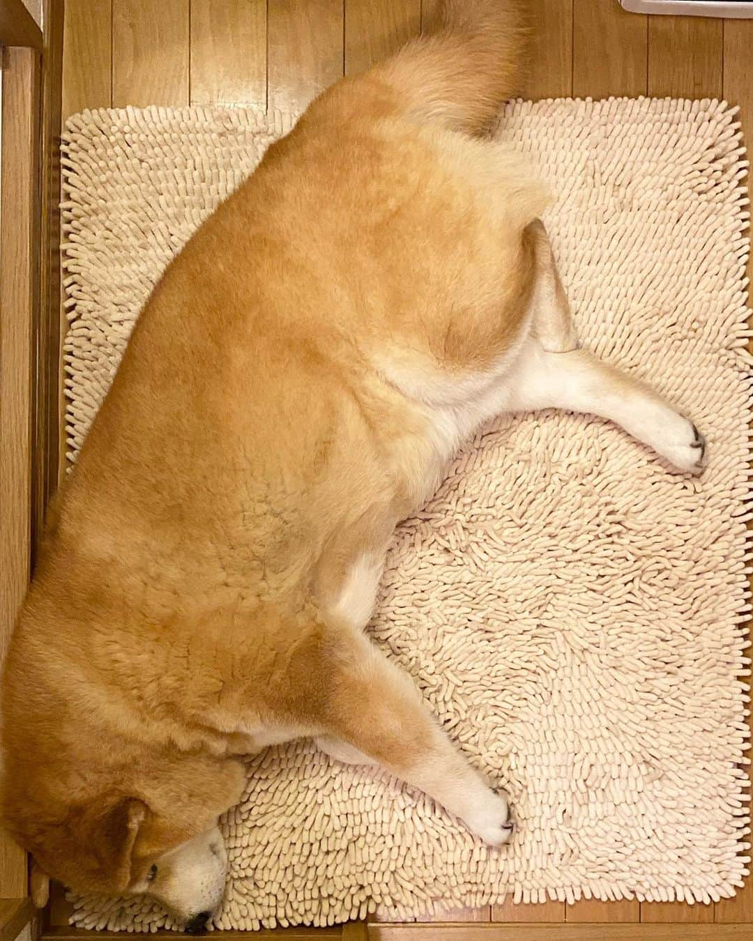 まる（まるたろう）さんのインスタグラム写真 - (まる（まるたろう）Instagram)「Good night!✨🐶💤✨最近お風呂場の脱衣所で寝るのがマイブーム #ふさふさがいい感じなの #いい感じに涼しいし #真似していいよ」5月10日 0時16分 - marutaro